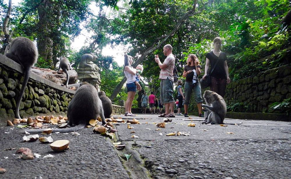Monkey forest at Ubud, having good time with monkeys, in Ubud, Gianyar regency Bali - Indonesia - Mari Bali Tours
