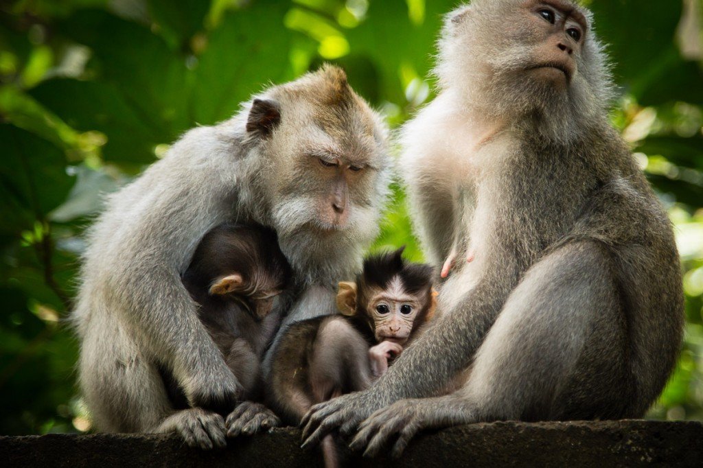 Monkey forest at Ubud, having good time with monkeys, in Ubud, Gianyar regency Bali - Indonesia - Mari Bali Tours