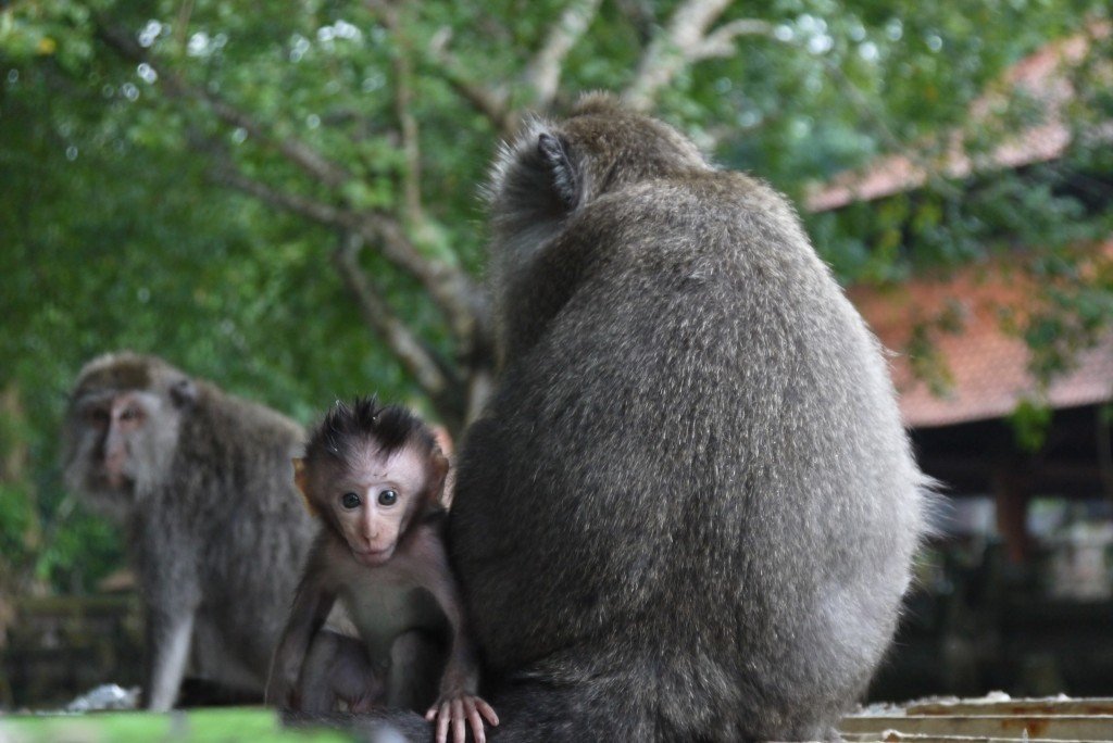 Monkey forest at Ubud, having good time with monkeys, in Ubud, Gianyar regency Bali - Indonesia - Mari Bali Tours
