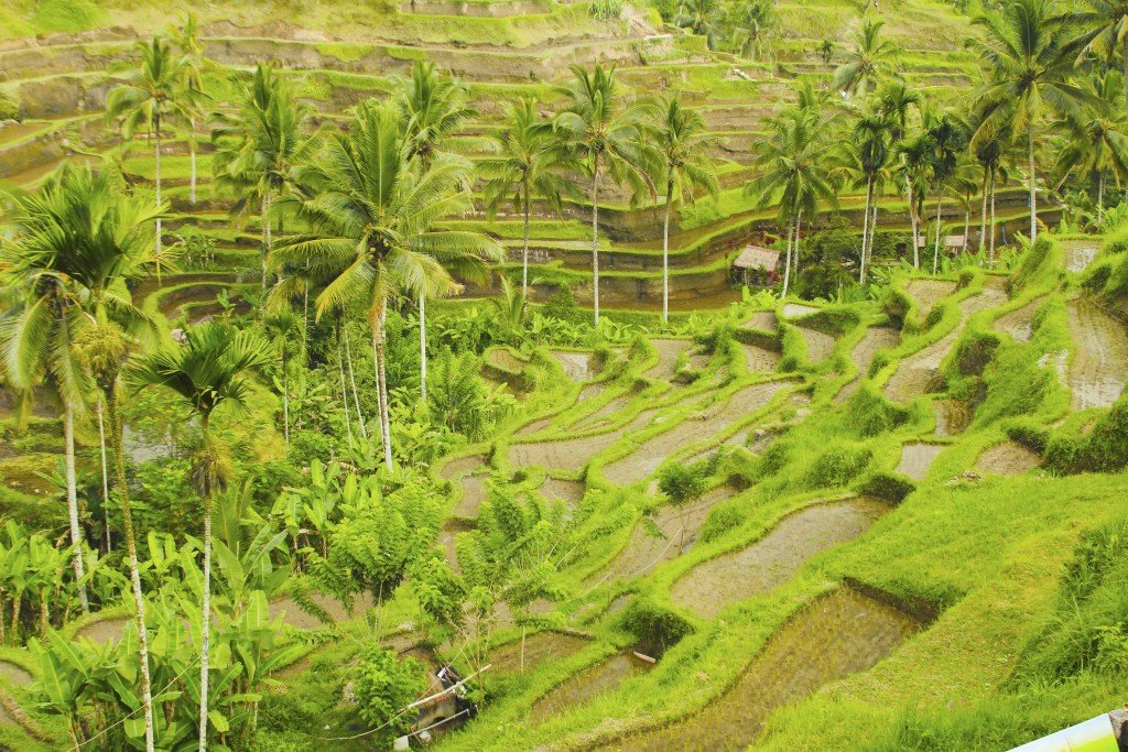 Rice Terrace at Tegalalang Village - Beautiful Stunning Rice Terrace - Mari Bali Tours