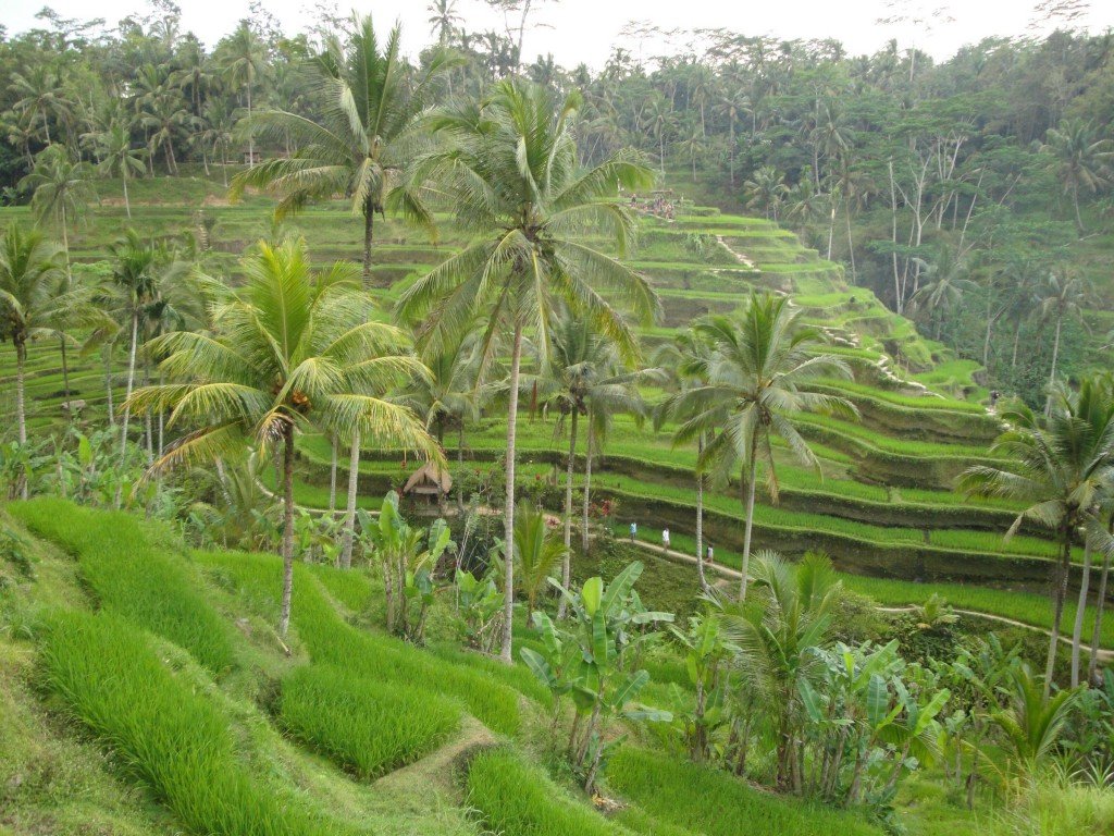 Rice Terrace at Tegalalang Village - Beautiful Stunning Rice Terrace - Mari Bali Tours 
