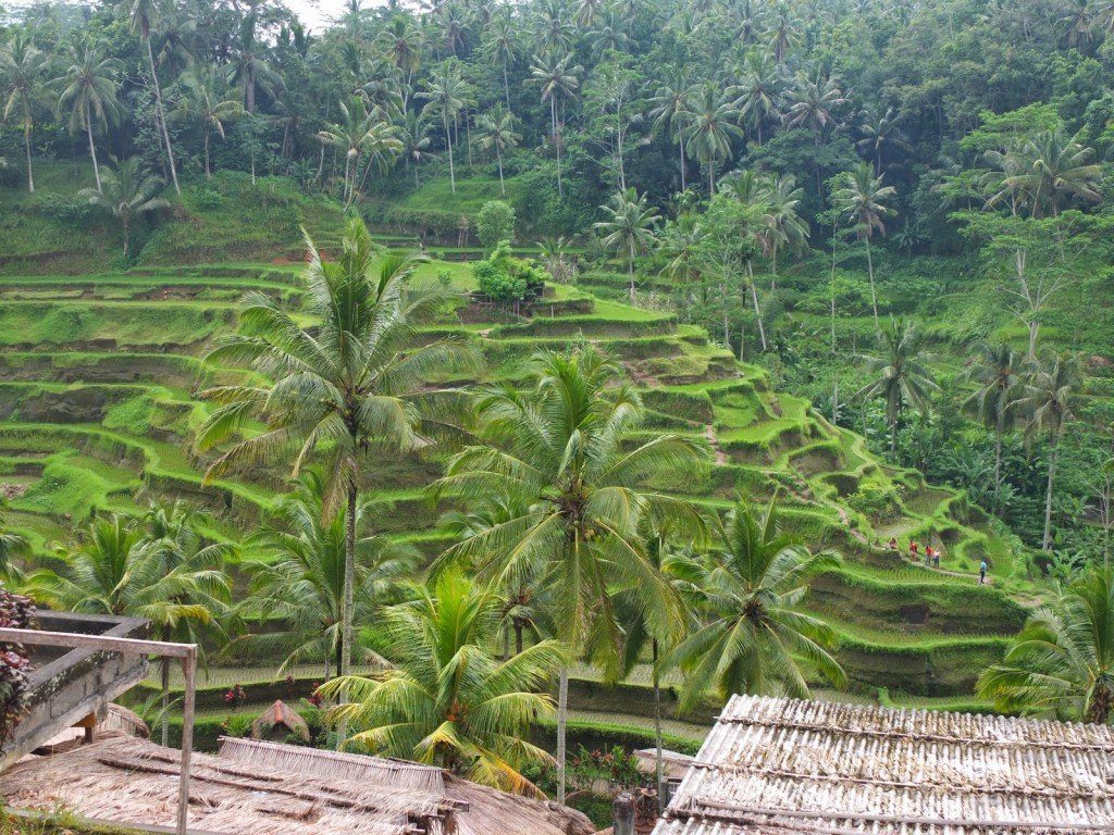 Amazing looks of Rice Terrace in Tegalalang village, near Ubud - Mari Bali Tours 
