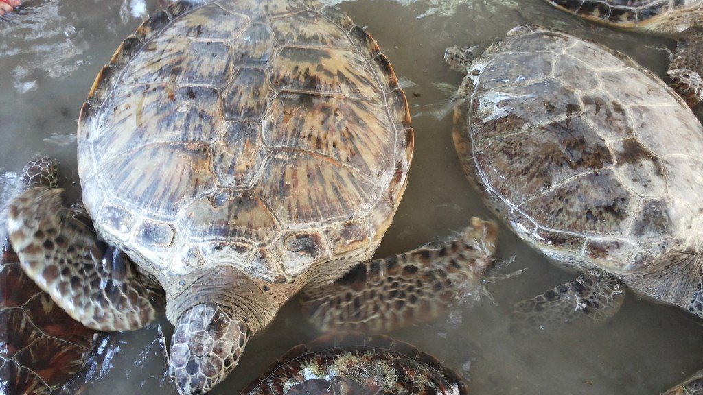 Bali Turtle island tour with Guests from Singapore - Mari Bali Tours