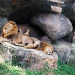 Bali Safari and Marine park in Gianyar, Bali - Mari Bali Tours (106)
