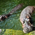 Bali Safari and Marine park in Gianyar, Bali - Mari Bali Tours (209)
