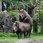 Bali Safari and Marine park in Gianyar, Bali - Mari Bali Tours (35)
