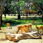 Bali Safari and Marine park in Gianyar, Bali island - Mari Bali Tours (21)