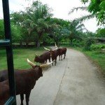 Bali Safari and Marine park in Gianyar, Bali island - Mari Bali Tours (8)